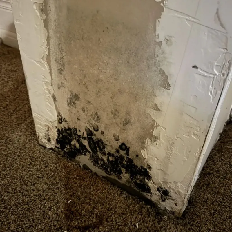 Professional Mold Removal in Lake Elsinore, CA